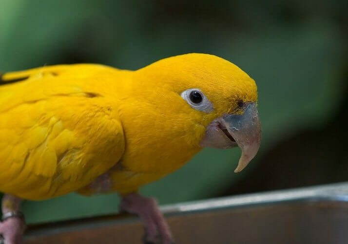 Yellow Bird Names: 80 Best Names for Yellow Birds