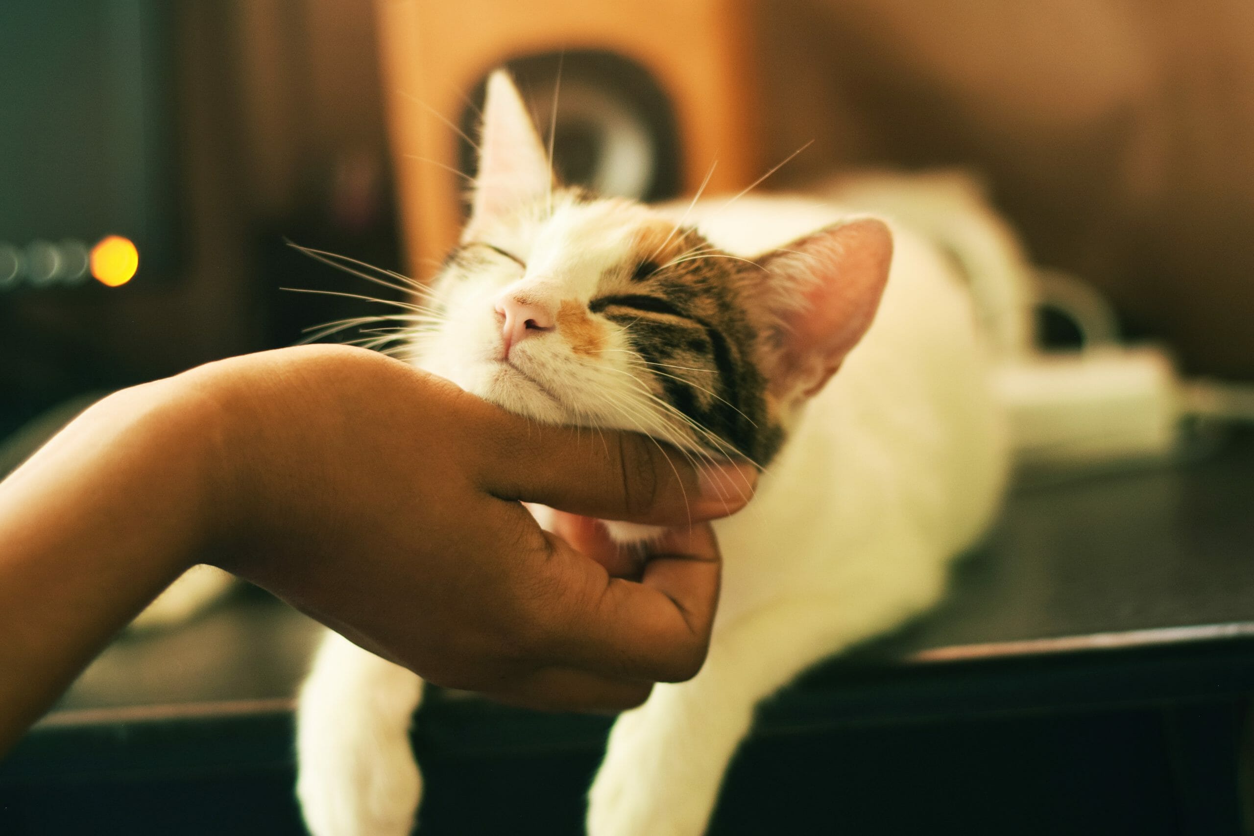Why do cats like being petted: The Science Behind It