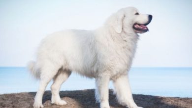 100+ Best Polish Dog Names: Male & Female Polish Names For A Dog