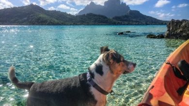 120+ Best Island Dog Names: Names Inspired by Islands For Dogs