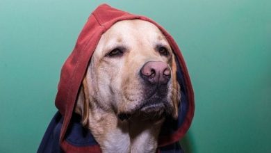 120+ Hood Dog Names for Tough Dogs: Names Inspired by the Hood