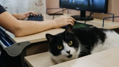 150+ Gamer Cat Names: List of Gaming-Influenced Cat Name Ideas