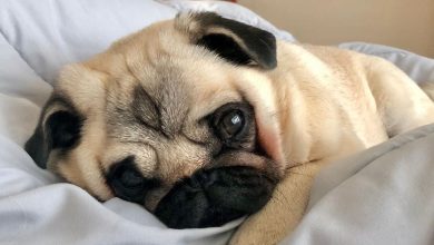 14 Lovely Pug Pictures To Make You Smile