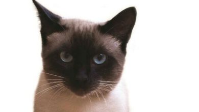 15 Books About Siamese Cats
