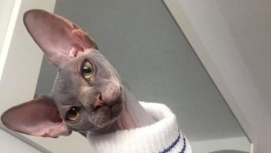 These 15 Sphynx Cats Are So Stylish They Will Make You Look Bad