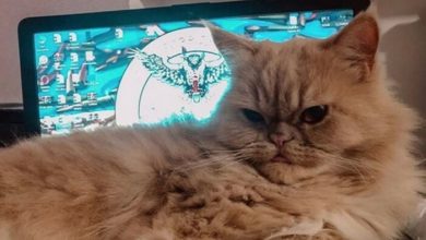 14 Funny Ways Persian Cats Can Earn Money