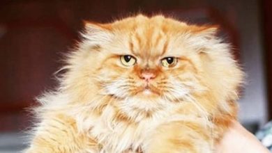 14 Persian Cats Who Consider Owners as Their Slaves
