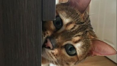 14 Funny Pictures Proving That Bengal Cats are Very Curious