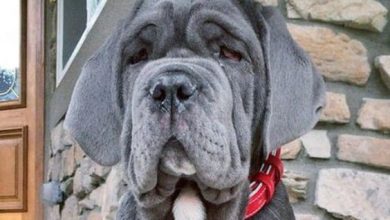 14 Reasons Why You Should Never Own Neapolitan Mastiffs
