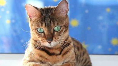 14 Things You didn’t Know About the Bengal Cat That Will Surprise You