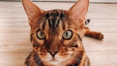 14 Photos Proving That Bengal Cats are the Best Cats Ever