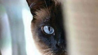 14 Pros And Cons Of Siamese Cats