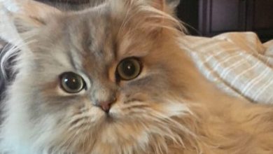 14 Facts Only Persian Cat Parents Will Understand
