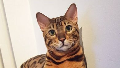 14 Fascinating Facts About Bengal Cats