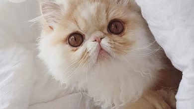 14 Stunning Facts About Persian Cats