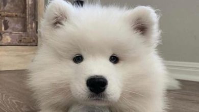 14 Reasons Why You Should Never Own Samoyeds