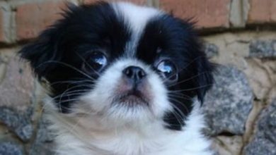 14 Funny Pictures Explaining Why You Should Never, EVER Own Japanese Chin