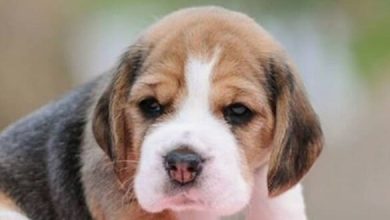 Top 128 Best Beagle Dog Names