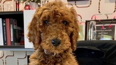 14 Funny Pictures Showing Activities That Goldendoodles Can Do Better Than Humans