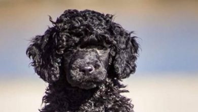 Top 130 Best Portuguese Water Dog Names