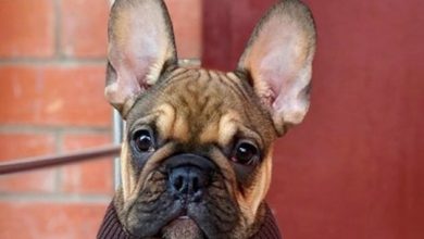 Top 250 Best French Bulldog Dog Names