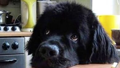 16 Positive Pictures Of Newfoundlands Who Are Not Concerned About COVID-19
