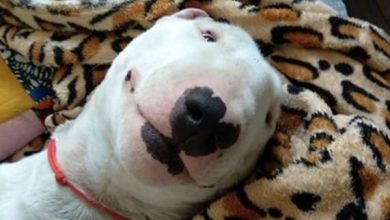 14 Funny Bull Terrier Pictures Showing Their Reaction on Quarantine