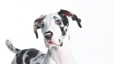 15 Books About The Great Dane To Help You Understand The Dog. Part 1.