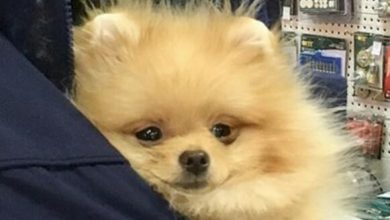 14 Cute Pomeranians Who Are Happy to Stay Home with Their Humans