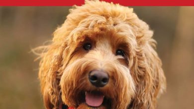 15 Must-Read Books For Goldendoodle Lovers