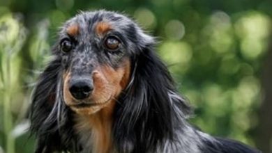 69 Pawsome Girl Dog Names For Dachshunds