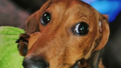 72 German Dog Names for Your Dachshund