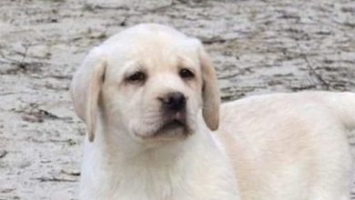Top 60 Perfect Female Dog Names For Labrador Retrievers