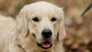 14 Pros And Cons Of The Golden Retriever Best Family Dogs