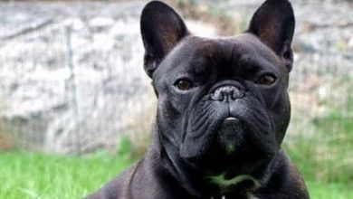 145 Best French Dog Names with Meanings