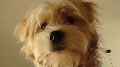 14 Incredible Facts About Tibetan Terriers