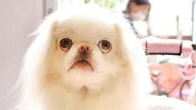14 Funny Pics Proving That Japanese Chin are True Gourmets