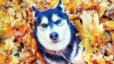 14 Beautiful Pictures Showing the True Nature of Siberian Husky