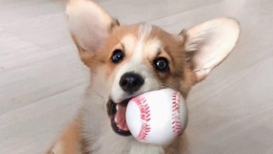 14 Funny Pictures That Will Show You Advantages of Being Corgi Owners