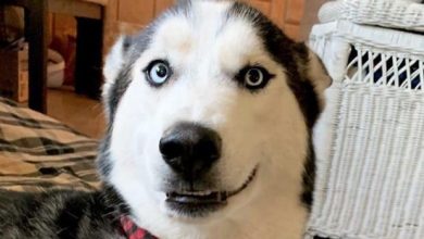 15 Photos of Hilarious Things Only a Husky Would Do