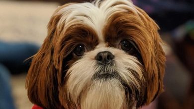 14 Fluffy Facts About Adorable Shih Tzu