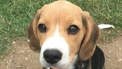 14 Things To Know About Beautiful Beagles