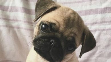 14 Photos That Proving Pugs are the Cutest Dogs in the World