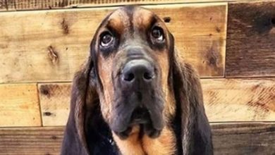 14 Funny Pictures Showing How Bloodhounds are Searching for a Soulmate for St. Valentine Day