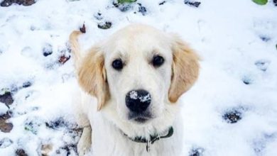 14 Amazing Golden Retriever Pics To Make You Fall In Love With Them