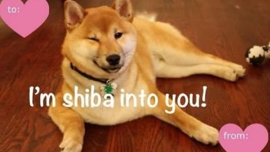 14 Shiba Inu Who Know Exactly How to Say “I Love You!”