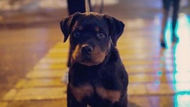 Top 250 Rottweiler Male and Female Dog Names