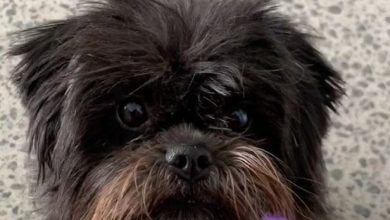 14 Things You Didn’t Know About the Affenpinscher