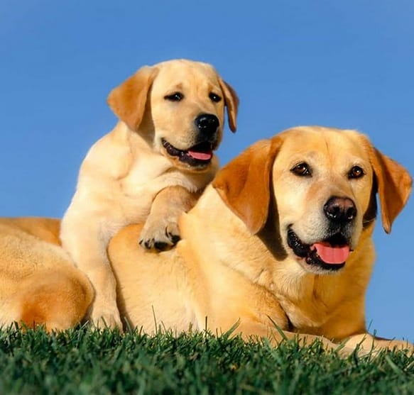140 Awesome Country Western Dog Names for Female Dogs