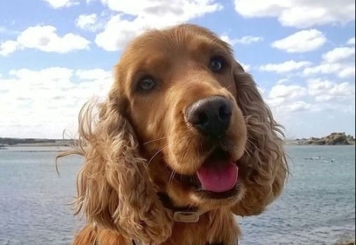 14 Cocker Spaniels Having the Best Day at the Beach Ever